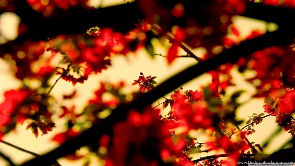 Spring Wallpapers HD Desktop Wallpapers : Widescreen : High ...