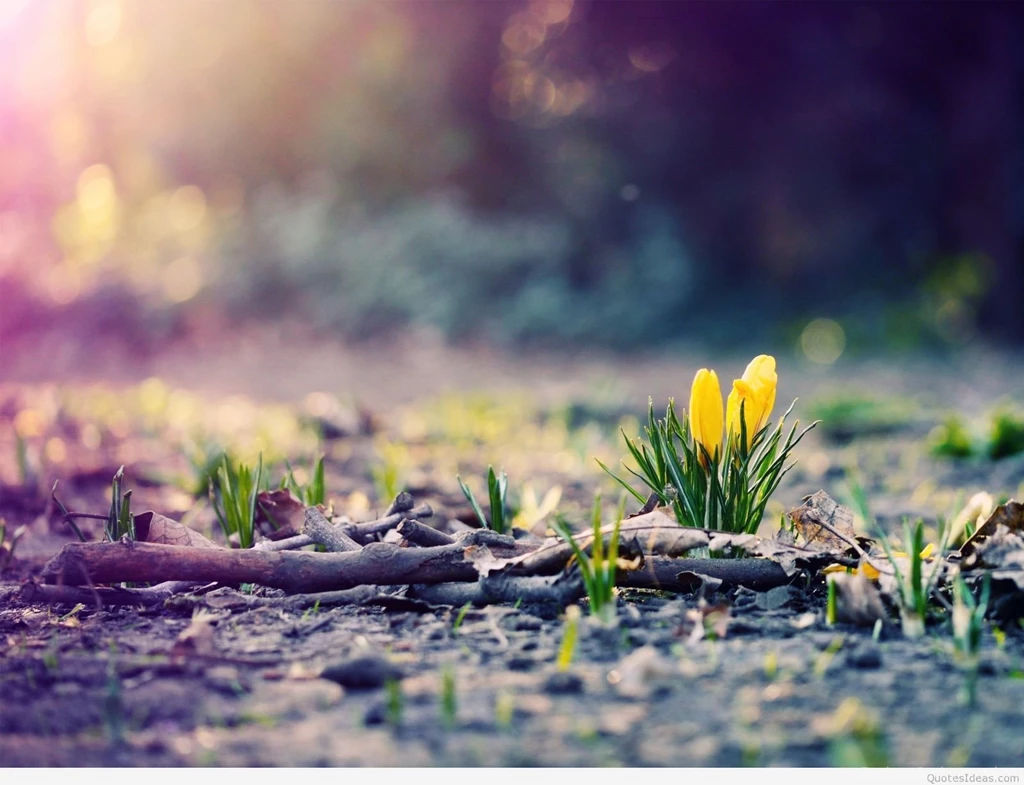 Wallpapers March Spring