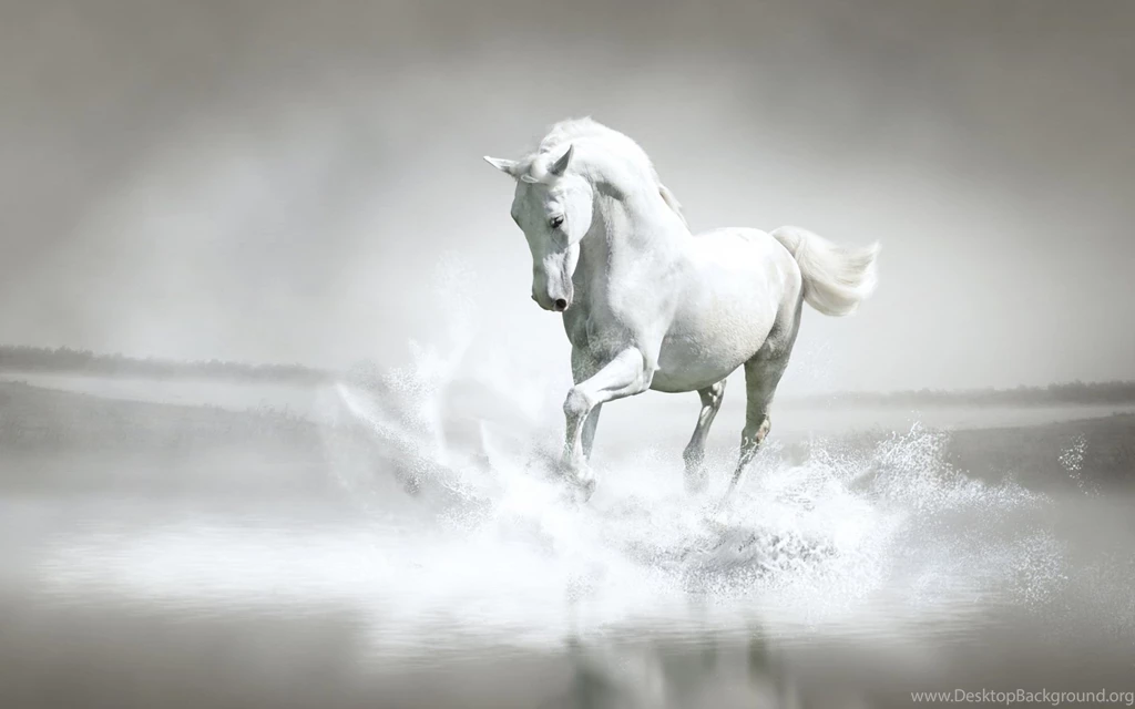 White Horse Background Images For Desktop Popomypics.com