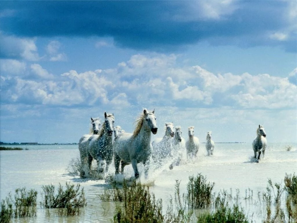 Desktop backgrounds horse background computer animals mystical wallpapers_for_desktop.jpg