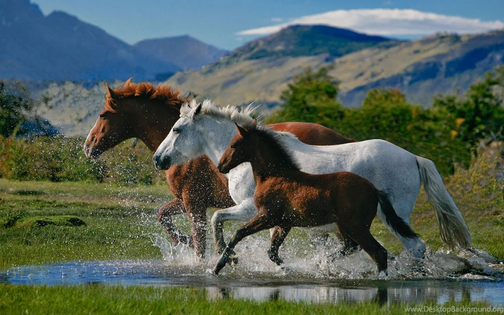 Horse Backgrounds Picture For Desktop Popomypics.com