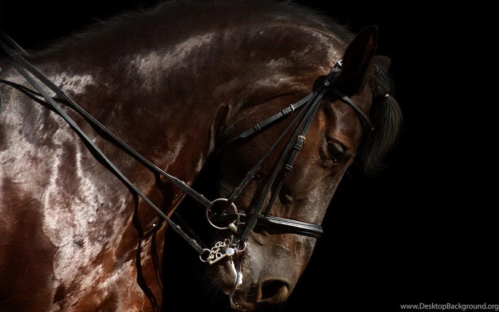 Horse Quotes With Black Background. QuotesGram