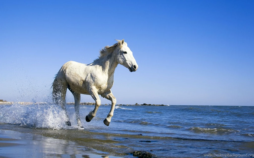 Beach Horse Wallpaper Backgrounds