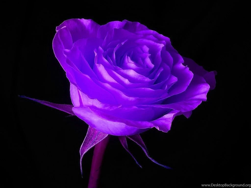 Black Backgrounds Wallpapers Free Free Purple Rose In Black ...