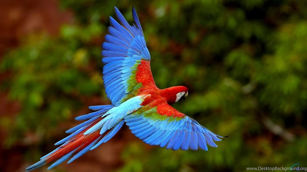 Download Wallpapers Red and green Macaw (Green winged Macaw ...