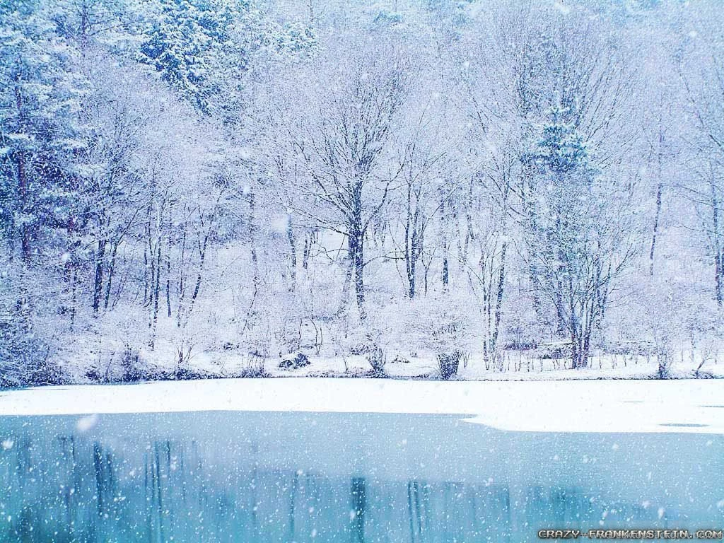 Winter Forest Wallpapers 2   Crazy Frankenstein
