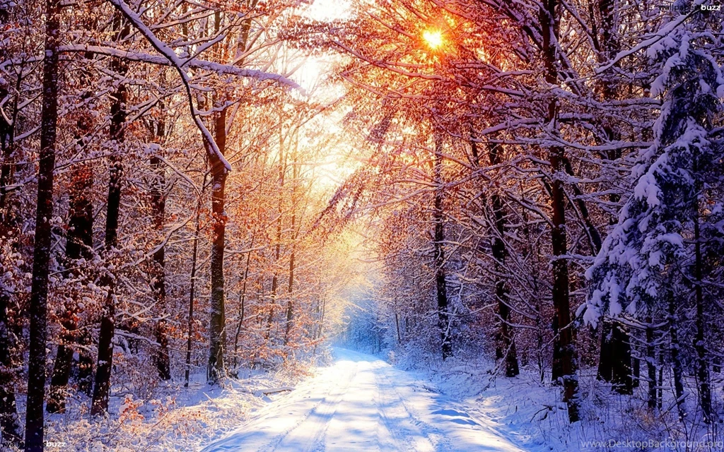 Winter Forest Wallpaper.jpg