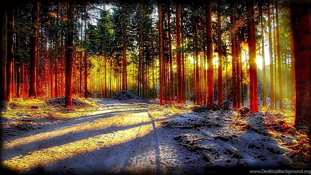Winter Forest Desktop Wallpaper, Winter Forest Pictures