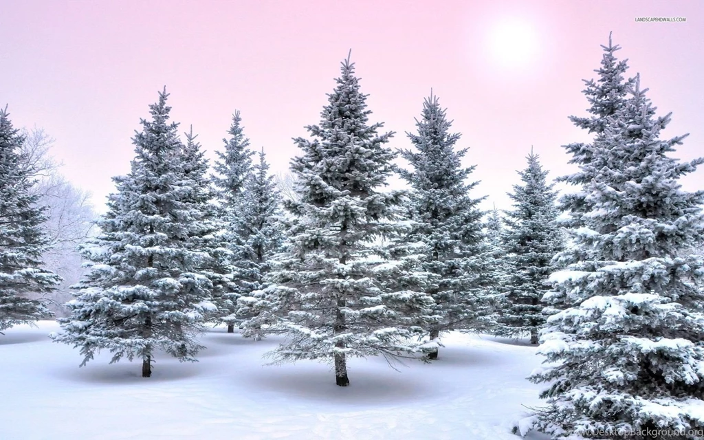 Pinky Sky Over The Winter Forest Wallpapers