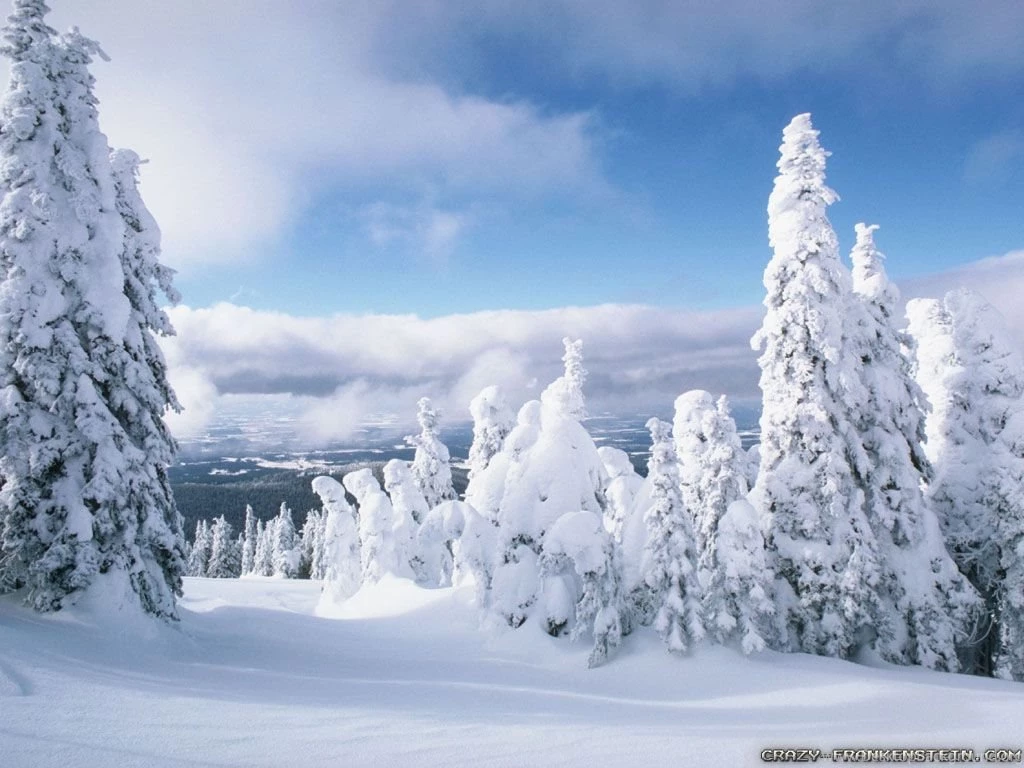 Winter Forest Wallpapers   Crazy Frankenstein