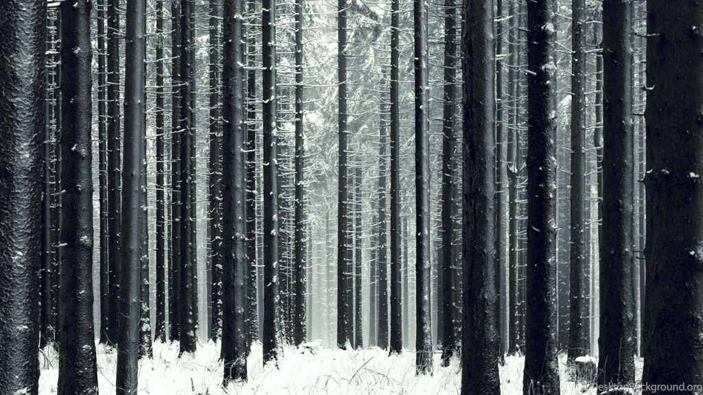 Slender Winter Forest Wallpapers And Images Wallpapers, Pictures ...