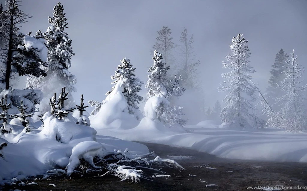 Forest Winter Scene Wallpapers