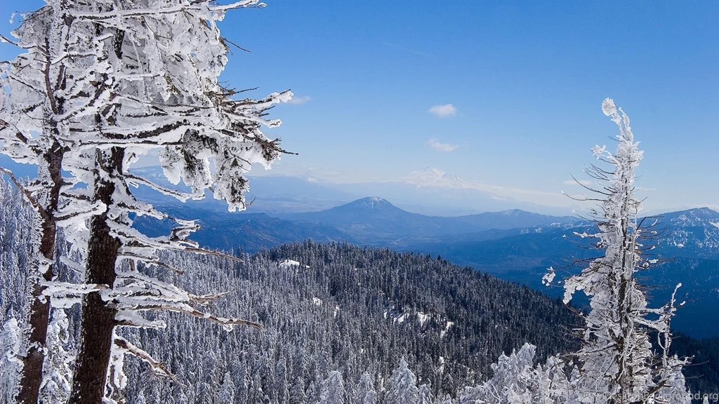 Winter Forest Wallpapers HD Wallpapers