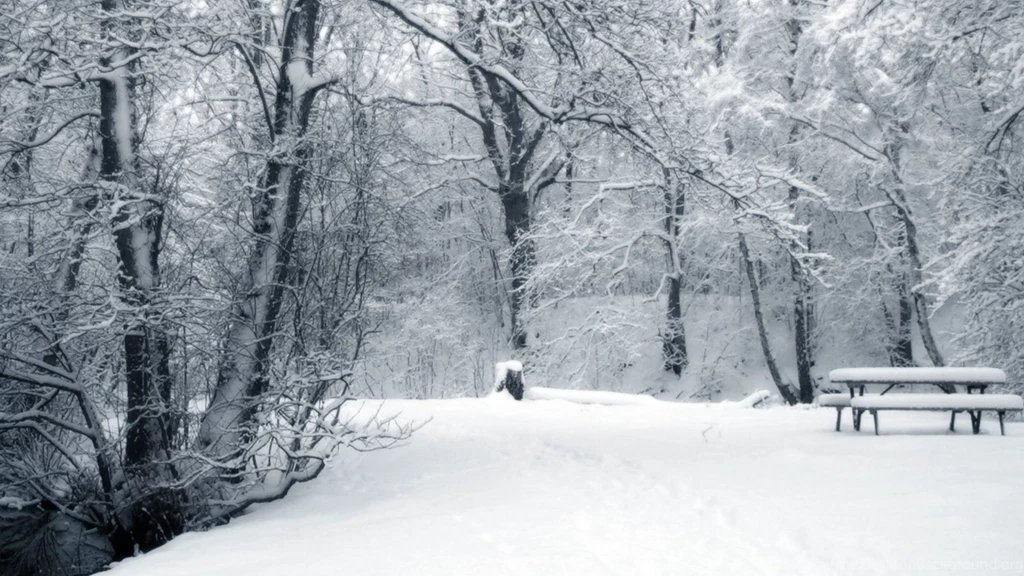2560x1440 Winter Forest & Road Desktop PC And Mac Wallpapers