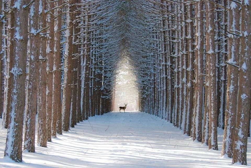 Winter Forest Wallpapers