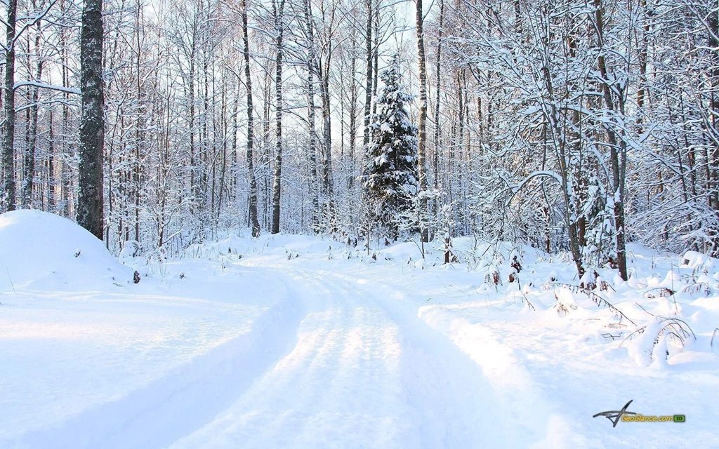 Winter Forest Wallpapers 656983