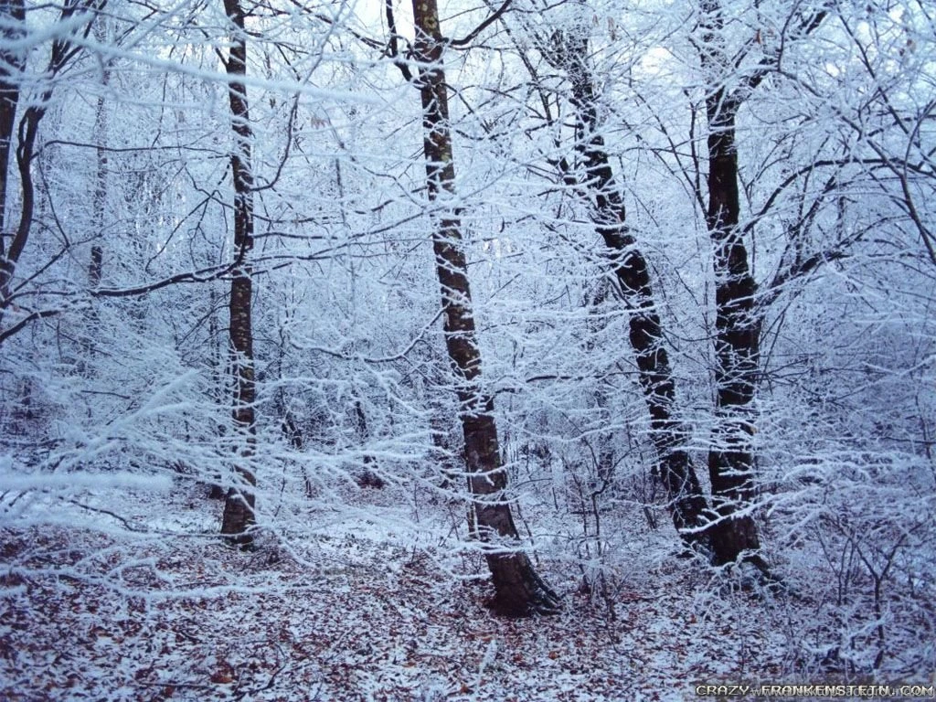 Winter Forest Wallpapers Crazy Frankenstein