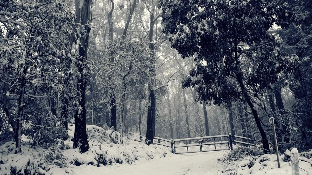 Forest Closed For Winter >> HD Wallpaper, Get It Now!