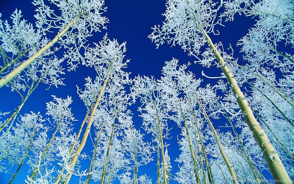 Blue Winter HD Wallpaper, Blue Winter Background, New Wallpapers