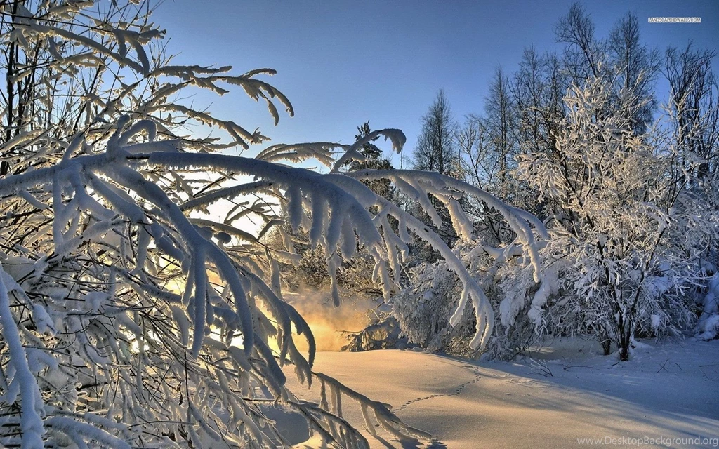 Small Footprints In The Winter Forest Wallpapers