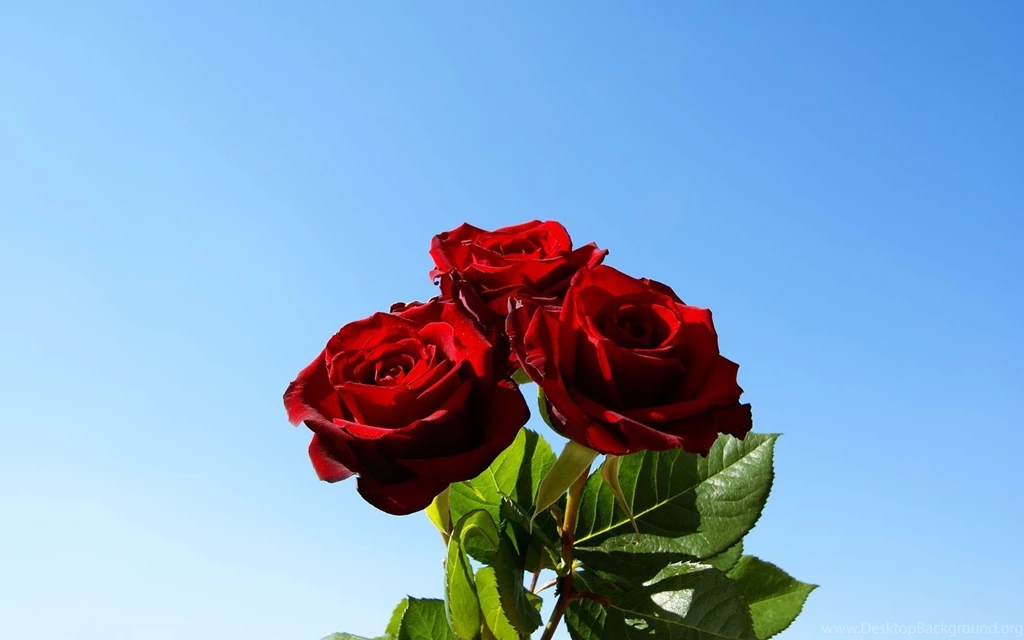 Fresh Red Rose Flower Computer Wallpapers