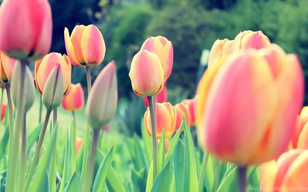 Easter Browser Themes, Desktop Wallpapers & iPhone Wallpapers