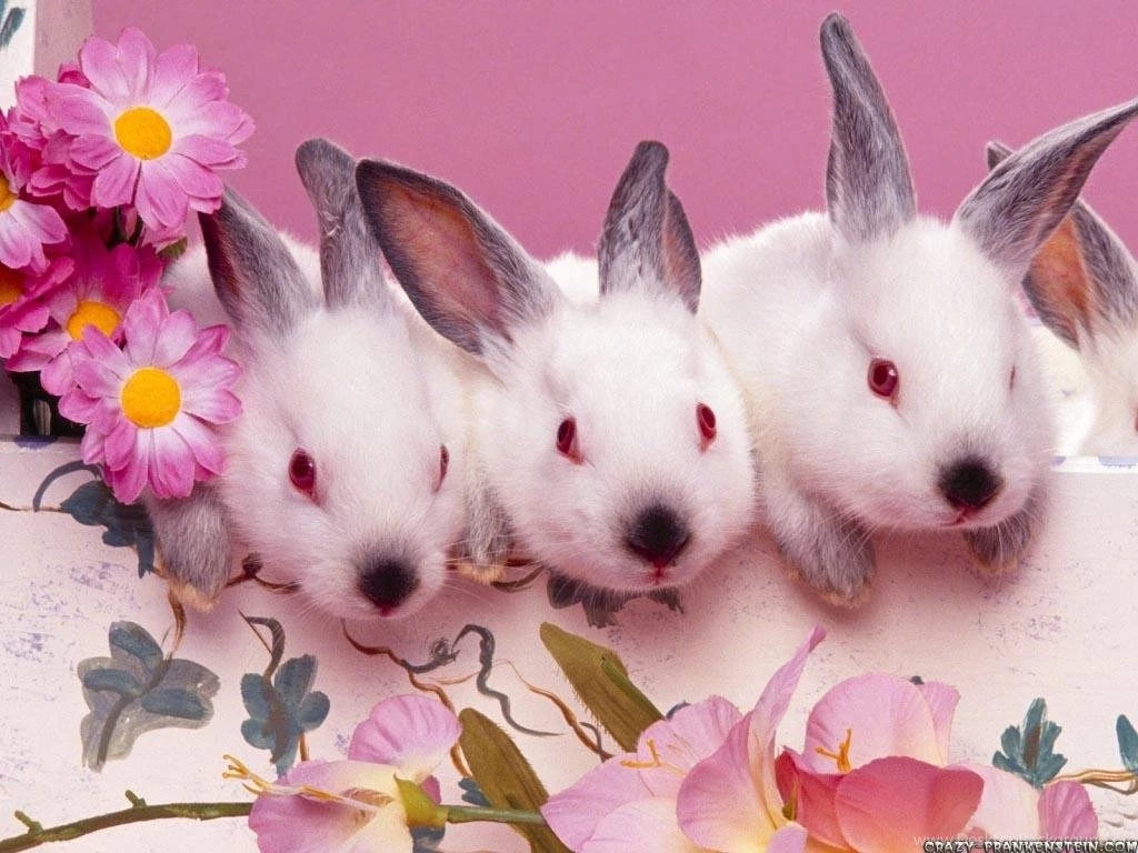 Free Wallpapers Easter Bunnies Easter Wallpapers