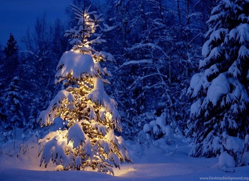 Christmas Tree Wallpapers   Christmas Tree : Tree Of Life