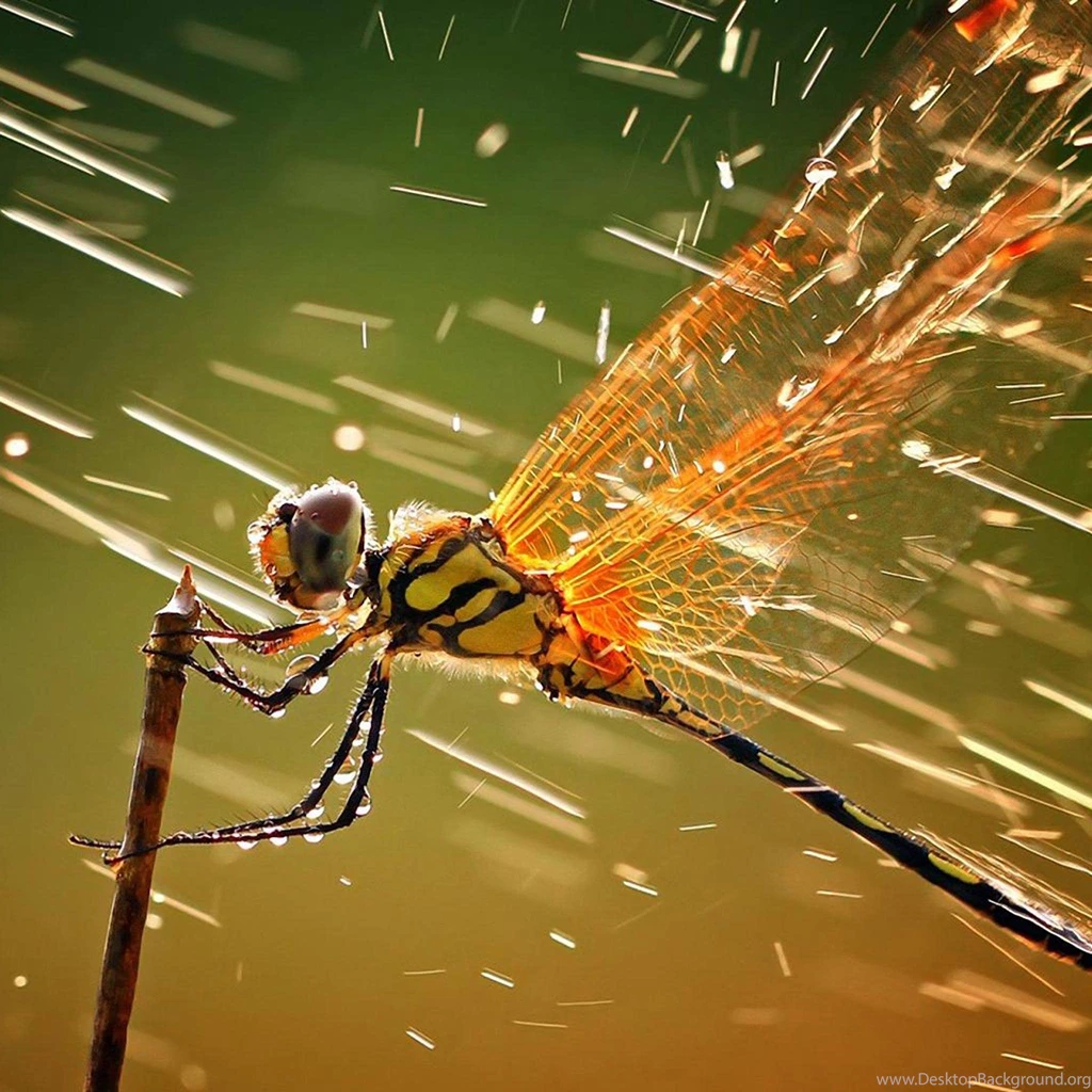 iPad Retina Wallpapers HD   Retina Ready, Stunning Wallpapers