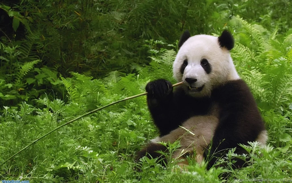 Panda Wallpapers 2016