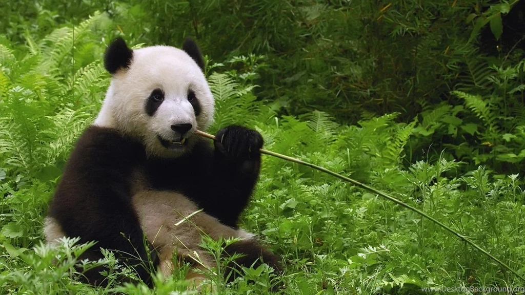 PhoneGames For > Pandas Wallpapers