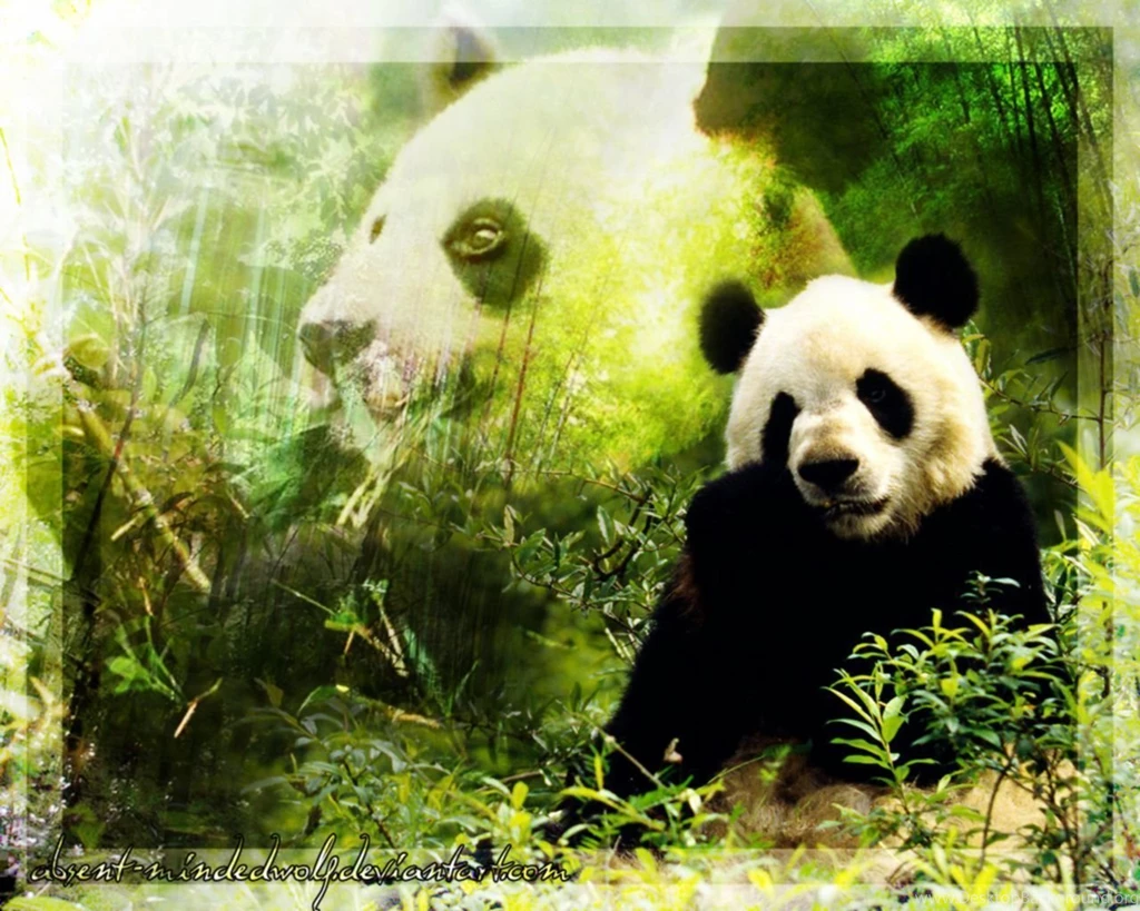 Pandas Pandas Wallpapers (16573401) Fanpop