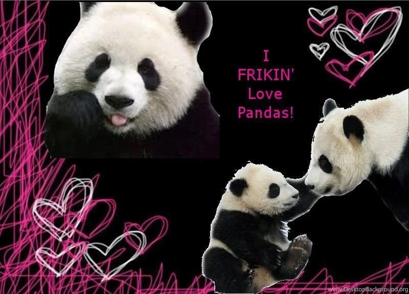 Panda Wallpapers By Kokoloveshercookies On DeviantArt