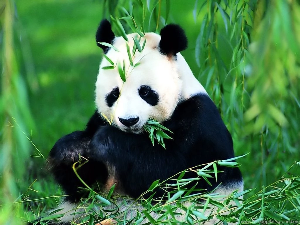 PhoneGames For > Pandas Wallpapers