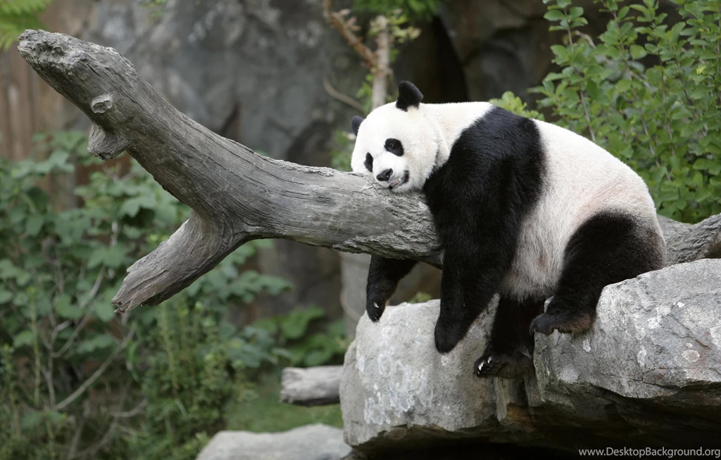 Top Panda Animal Lovers Images For Pinterest