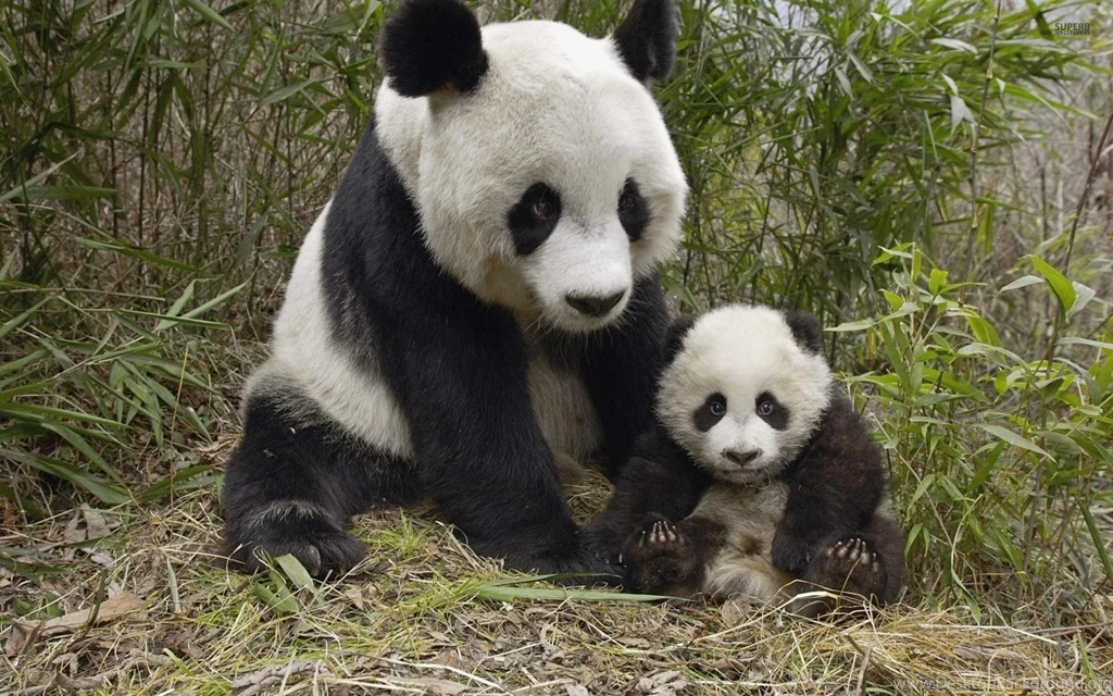 Pandas Wallpapers Animal Wallpapers