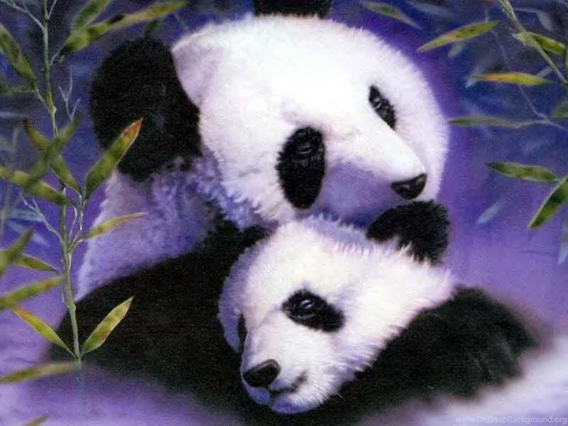 Panda And Cub Pandas Wallpapers (10510894) Fanpop