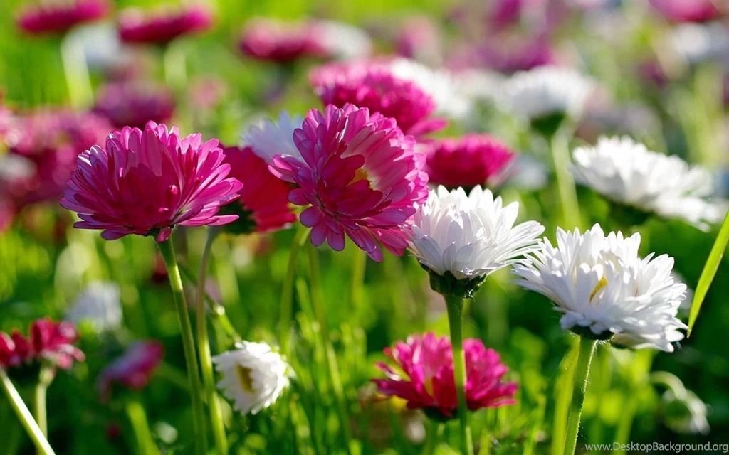 HD Flower Wallpapers HD Wallpapers Desktop Wallpapers ...