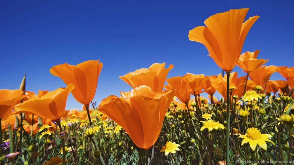 Flowers wallpaper 10.jpg