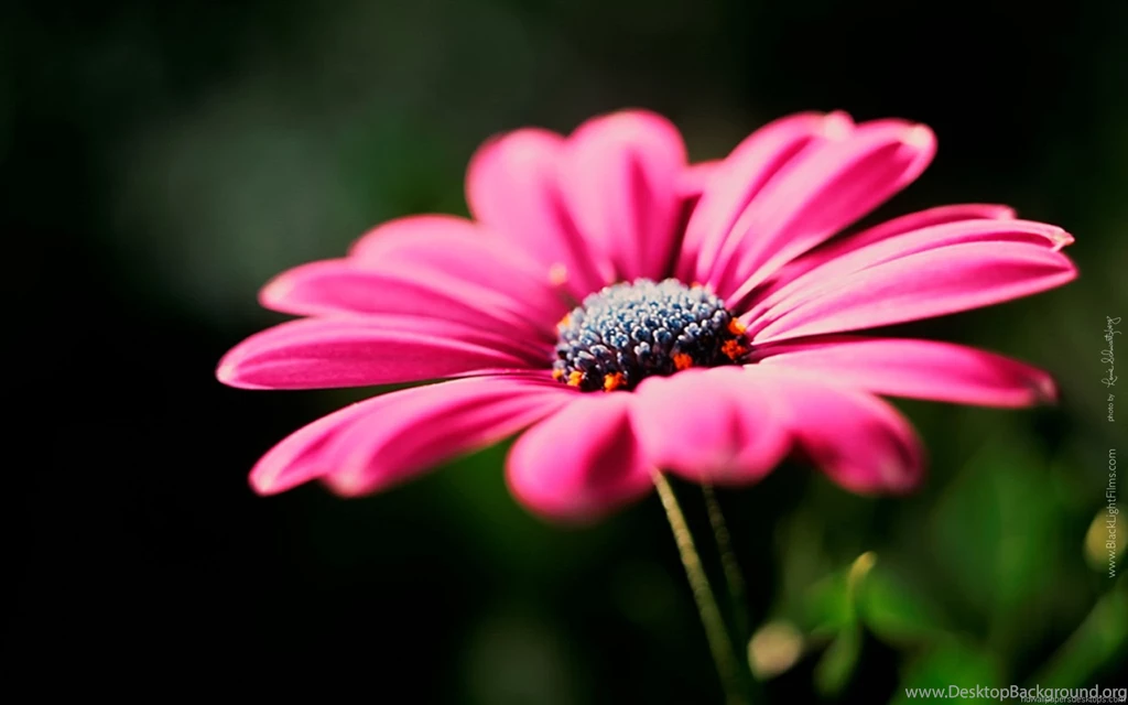 Hd Flower Wallpapers For Desktop   Widescreen HD Wallpapers