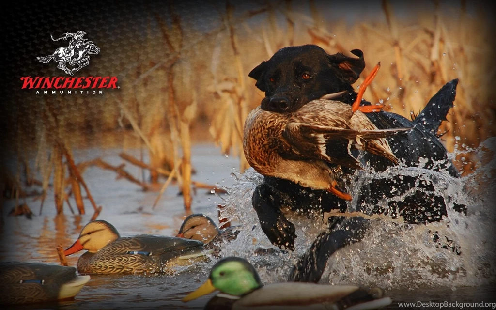 Hunting Wallpapers Hunting Free Hd Wallpaper, Deer Hunting ...