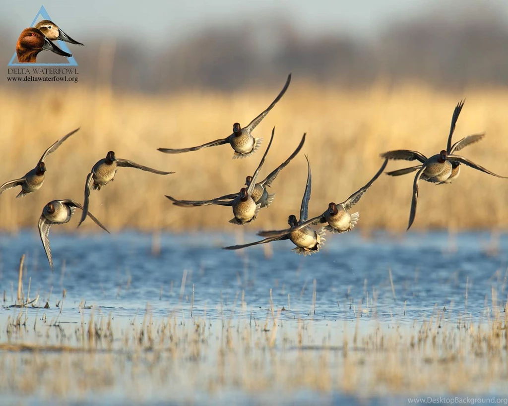 Duck Hunting Backgrounds