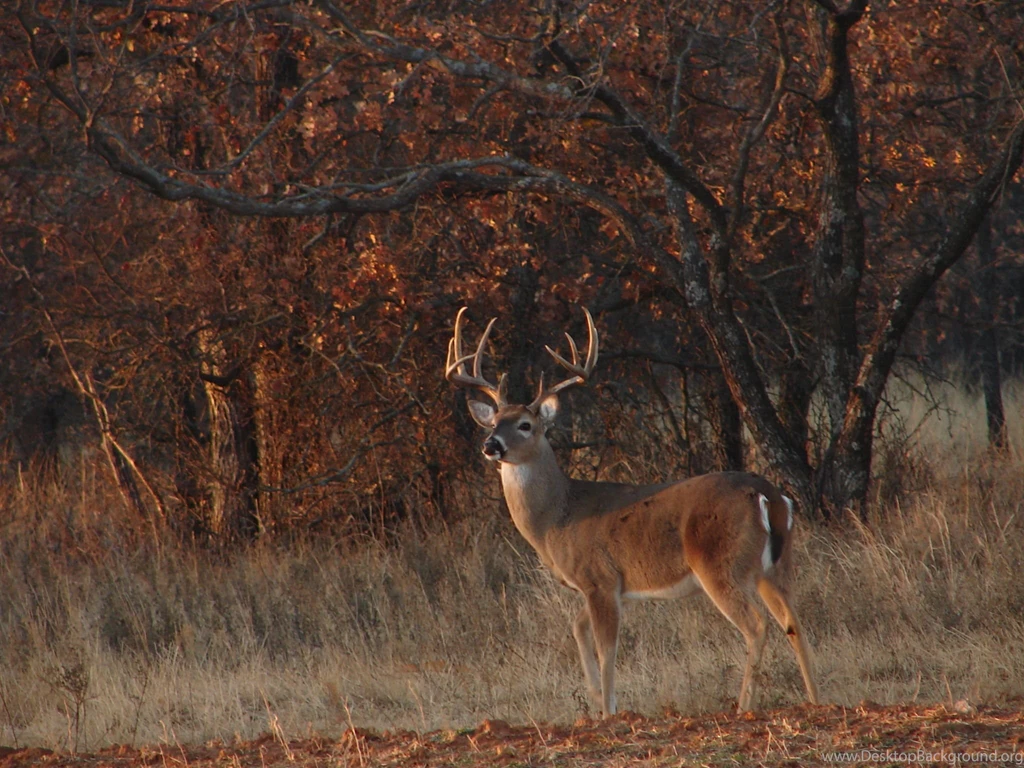 Hunting Wallpapers