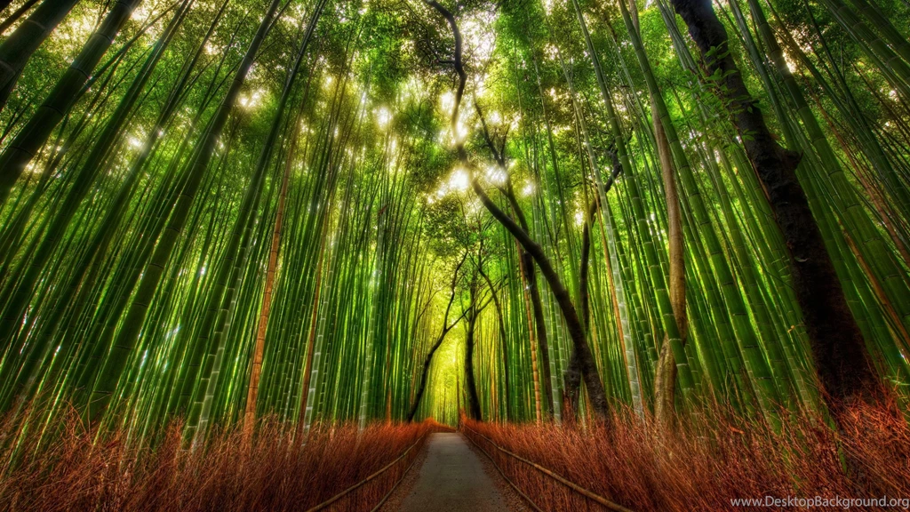 Green Bamboo Forest Wallpapers
