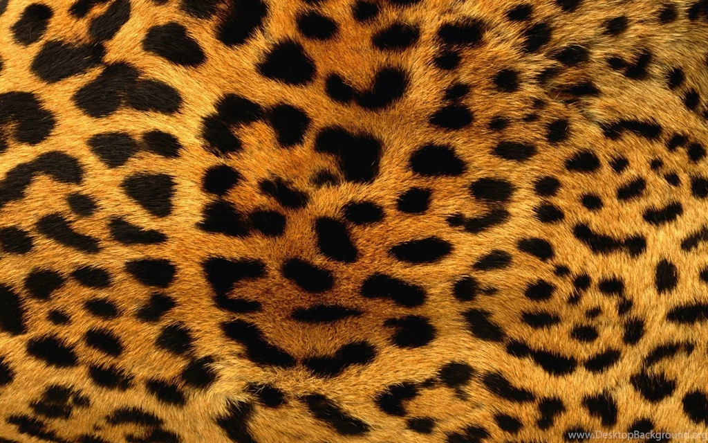 Leopard Backgrounds Wallpapers