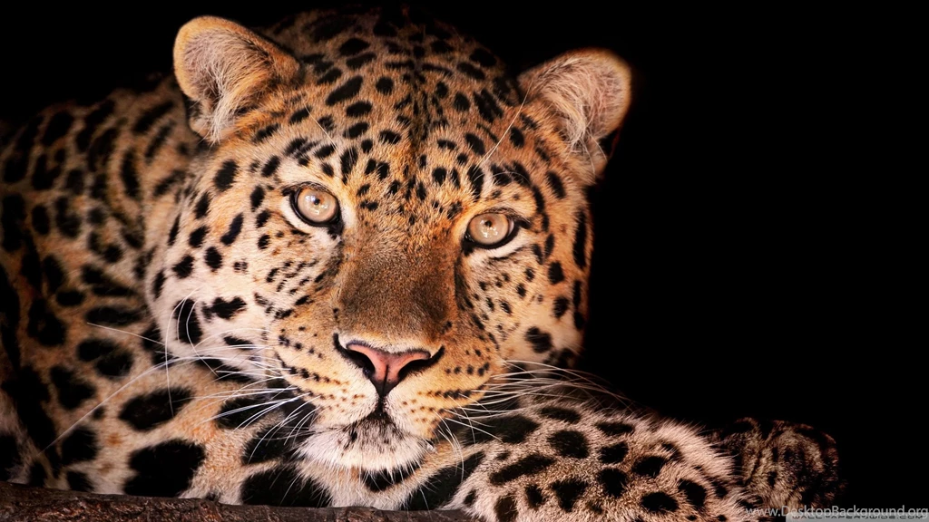 Leopard Backgrounds