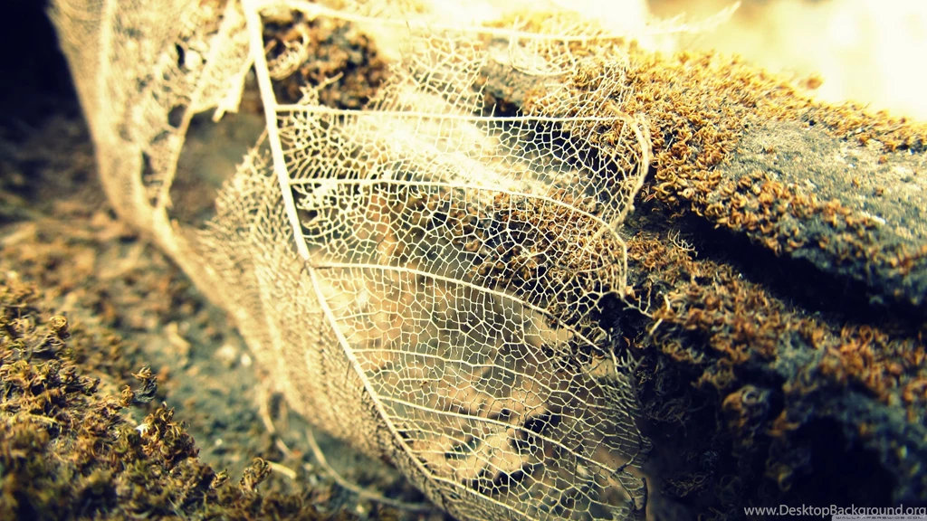 Transparent_leaf wallpaper 3840x2160 Magic4Walls.com