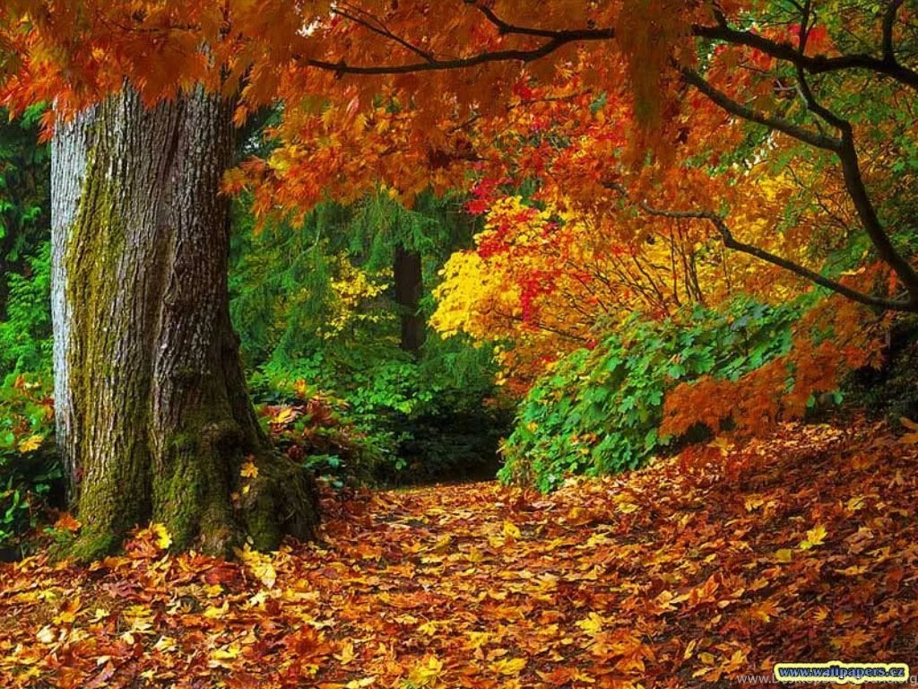 Desktop Wallpapers Fall