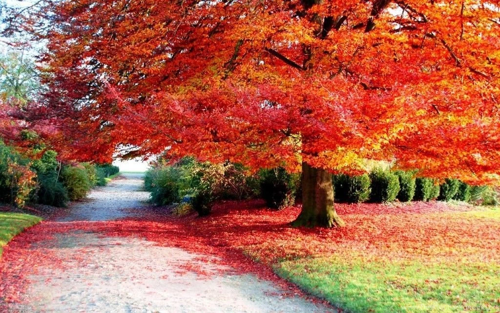 Fall Leaves Desktop Wallpapers Widescreen HD Wallpapers
