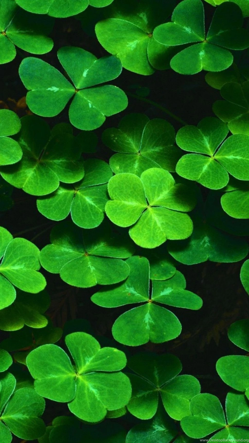 Clover S4 Wallpapers